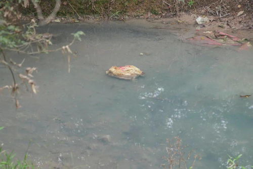 七彩污水刺痛家园 工业园排污之殇与防治之路